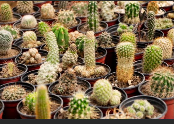 Cara Memberi Pupuk Kaktus