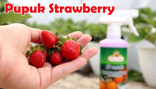 Cara Menanam Strawberry