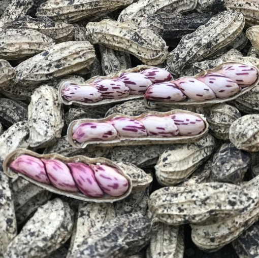 Varietas Kacang Tanah